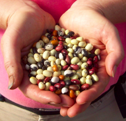 Seed Saving Worshop