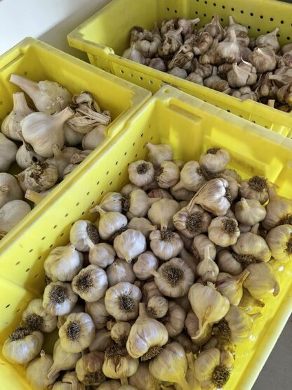 Garlic (/lb) - Image 2