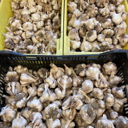 Garlic (/lb) - Image 3