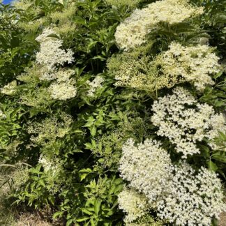 Elderflower