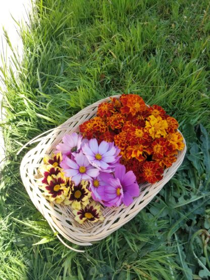 Natural Plant Dye Class - Image 4
