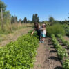 From Garden to Fabric: an Adventure in Natural Dyeing - Image 10
